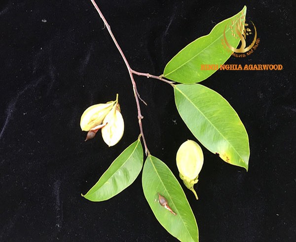 Agarwood Crassna – The special aquilaria tree in Asia