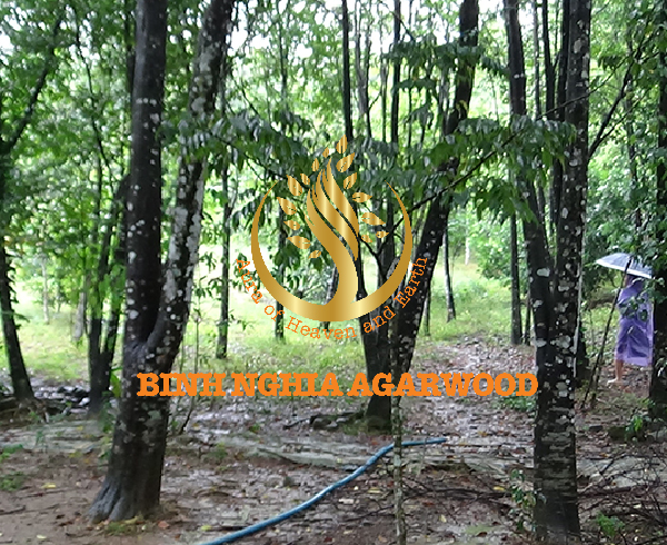 Natural conditions are suitable for growing Agarwood. Is it possible to develop agarwood project in Arab countries?